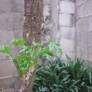 엉게나무 이미지