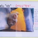 로제펫샵 이미지