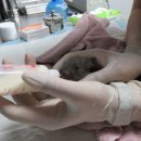 서울시 야생동물 구조관리센터 이미지