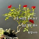 꽃길만