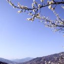 매화수산