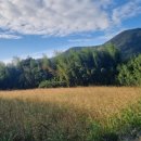 보길도 윤선도 원림 이미지