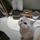 멍멍식탁 | [멍멍집사] 강아지 고양이 식기매트 추천! 미끄럼방지 방수까지 완벽한 반려동물 식탁템