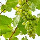 중앙농약종묘사 - 거제시 기성로 33 | 중앙농약종묘사