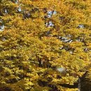 효원 | 수원 단풍 명소 | 효원공원 | 월화원 | 솔직후기