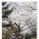 수봉공원의 벚꽃~! 이미지