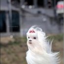 허세 이미지