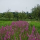 야생화단지 이미지