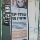 무릎 위의 고양이 무냥 | ​[남포동 고양이카페] 집사의하루 남포점, 착한 기부와 무릎냥이 개냥이들의 힐링 솔직후기
