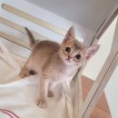 러브 스핑크스 이미지