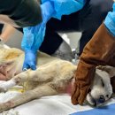 품 동물의료센터 이미지