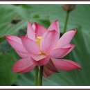 연꽃마을건넌들 이미지