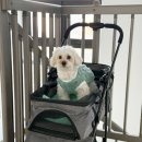 헬로퍼피 | 메디퍼피 강아지 관절 근육 영양제 후기! 노견영양제로 딱 좋은 메디퍼피 영양제