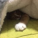 뒹굴뒹굴고양이 이미지