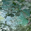 도촌막국수식당 이미지