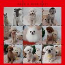 예쁘개# 애견미용실 이미지