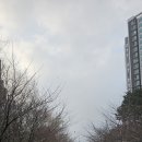 무인55 | 차암동 꽃집 모어댄플라워 장미꽃 한 송이 무인 구매후기