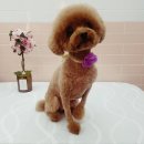 the 예쁘개 이미지