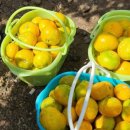 엄지농장 이미지