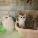 Premium 먼치킨 이미지