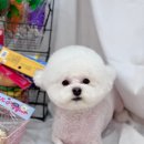 야옹아멍멍해봐 리딩샵 이미지