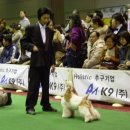 코지니 이미지