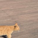 봉래산주차장 | 11. 부산 영도바다가 한눈에 내려다보이는 봉래산 등산후기