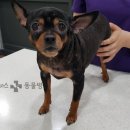 해운대 플러스동물병원 이미지