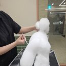 부천에이스애견미용학원 | 부천애견미용학원 상담 직접 받아보고 느낀 현실 후기