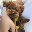 파니팡니