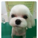 아이뚜리 이미지