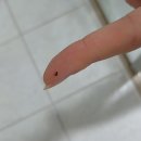 연산동물의료센터 | 부산 24시 동물병원 연산동물의료센터 야간응급진료비 + 진드기 후기