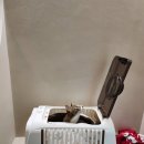 동물병원 오월의산책 이미지