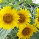 수입천계곡펜션 이미지