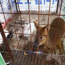 소나무(산촌마을) 이미지