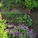 소박한 뜰 이미지