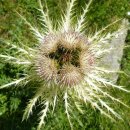 가시엉겅퀴 [Cirsium spinosissimum] 이미지