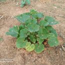 영관농장 이미지