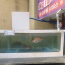 선창 | 속초 선창활어횟집 방문후기