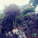 애월오후 민박 이미지