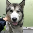 더나은펫샵 이미지