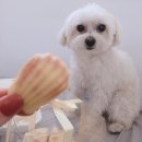 마루네 애견사랑 이미지