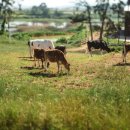 김도현목장 이미지