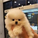 펫아미 강아지분양 고양이분양 동탄점 이미지