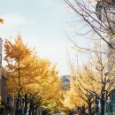 은행나무한의원 이미지