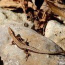 금강송 생태경영림 이미지