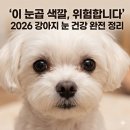 한국건성안학회 | 강아지 눈 건강, 이것만 알면 됩니다 — 충혈·눈곱·백내장 증상별 원인과 관리법 완전 정리 2026