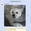 [부산 강아지 동물병원] 부산 대연동 다온 동물병원 강아지 스케일링 후기