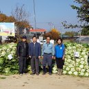 11/8''사랑의김장 배추 무우나눔활동 이미지