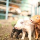 퍼피포피 이미지